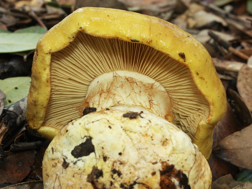 Cortinarius viridirubescens image