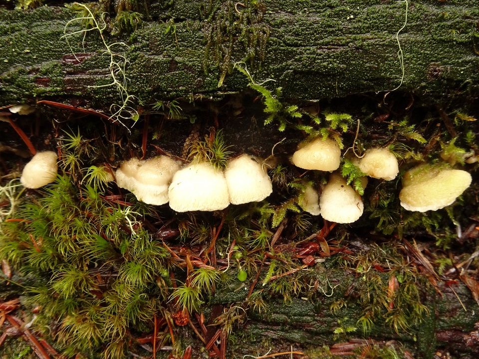 Postia undosa image