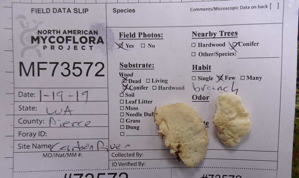 Postia undosa image