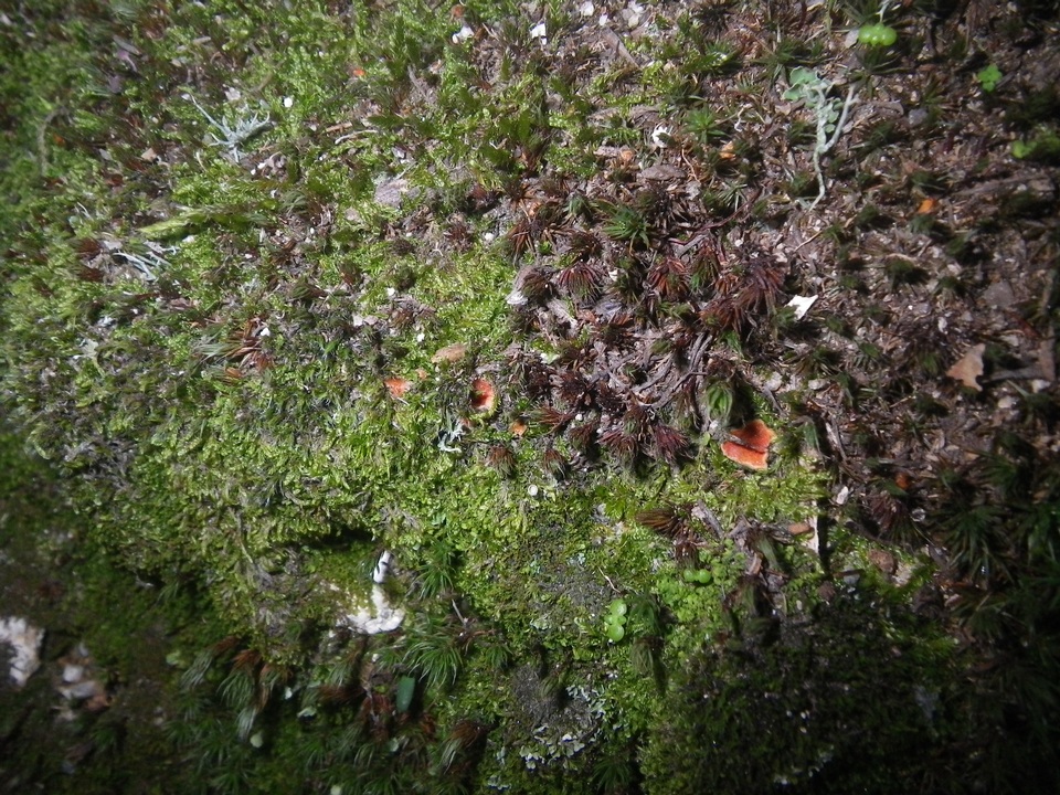 Neottiella vivida image