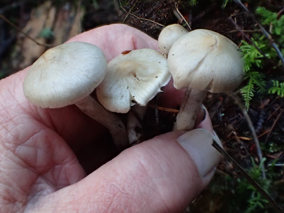 Inocybe pallidicremea image
