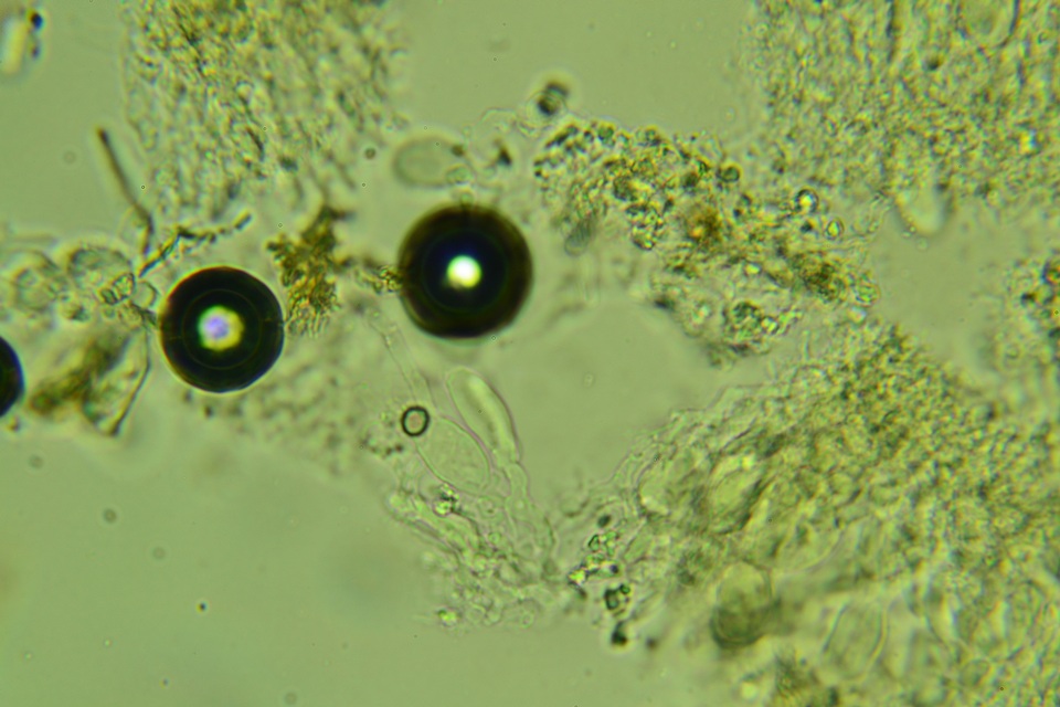 Eichleriella macrospora image