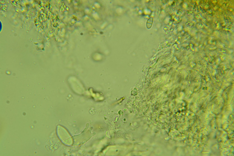 Eichleriella image