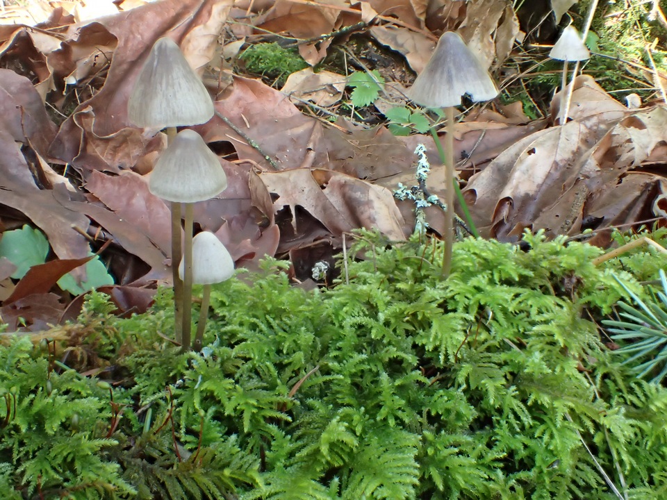 Mycena parabolica image