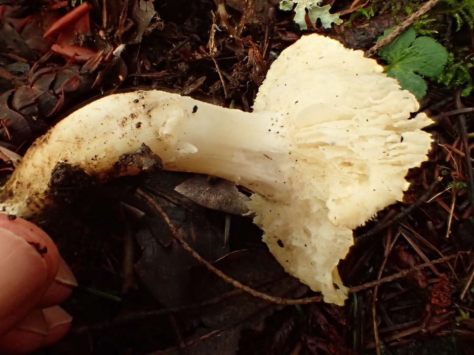 Tricholoma leucophyllum image