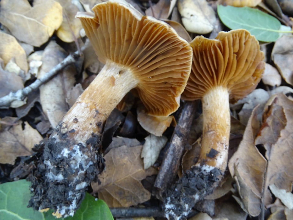 Cortinarius subbalaustinus image