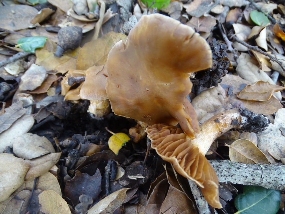 Cortinarius subbalaustinus image