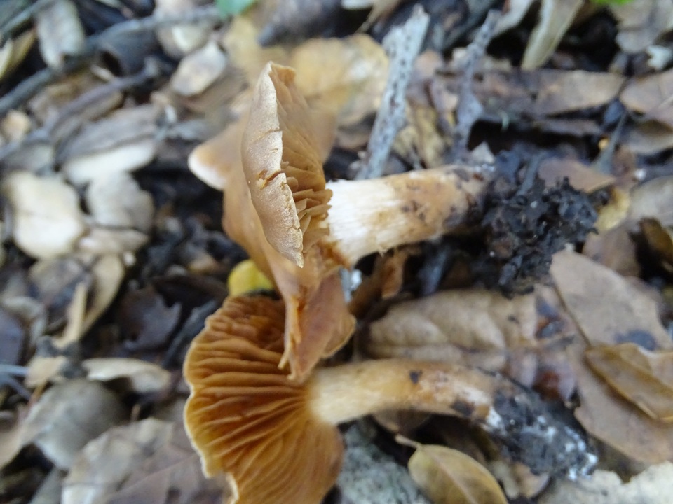 Cortinarius subbalaustinus image