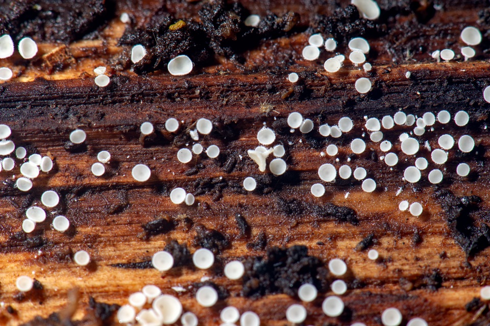 Dasyscyphella nivea image