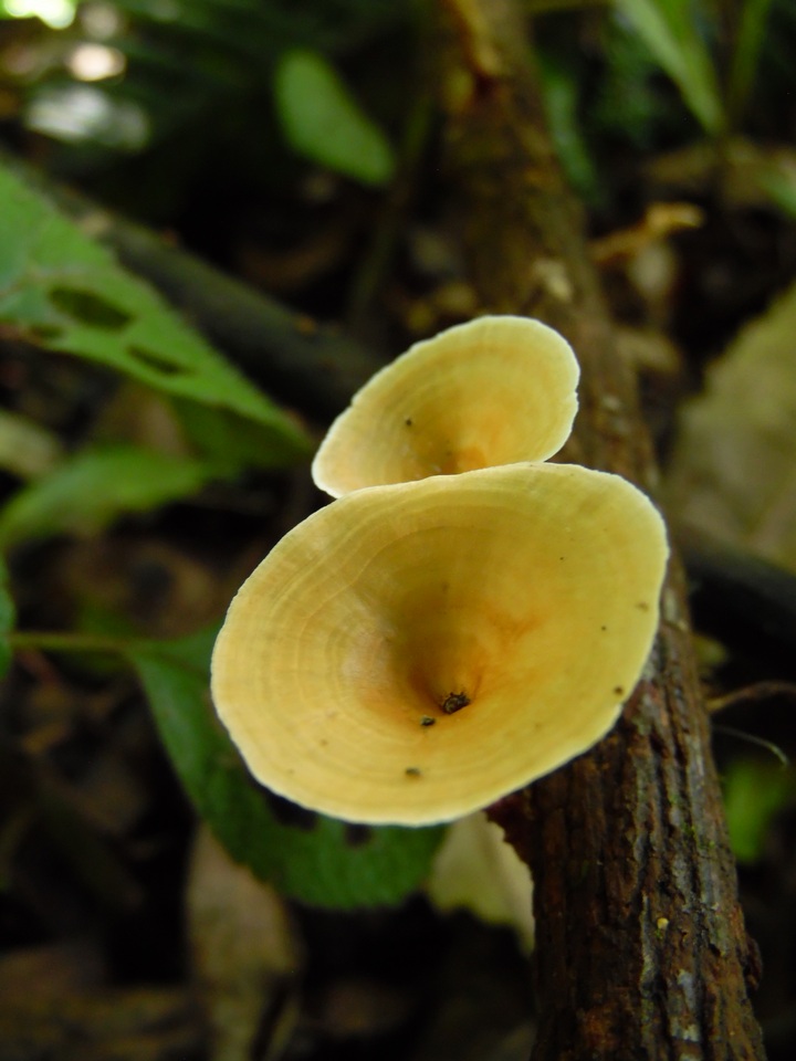 Cotylidia undulata image