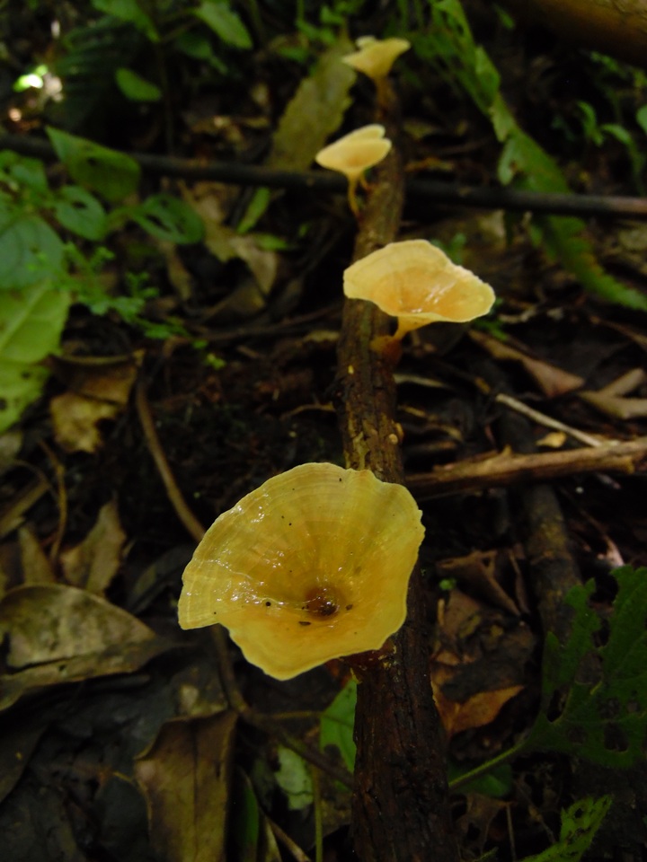 Cotylidia undulata image