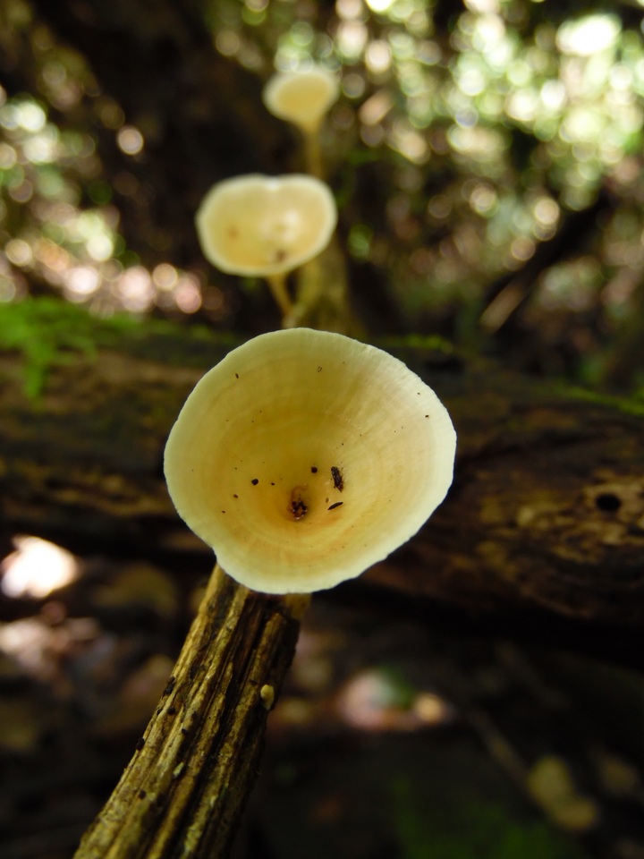 Cotylidia undulata image