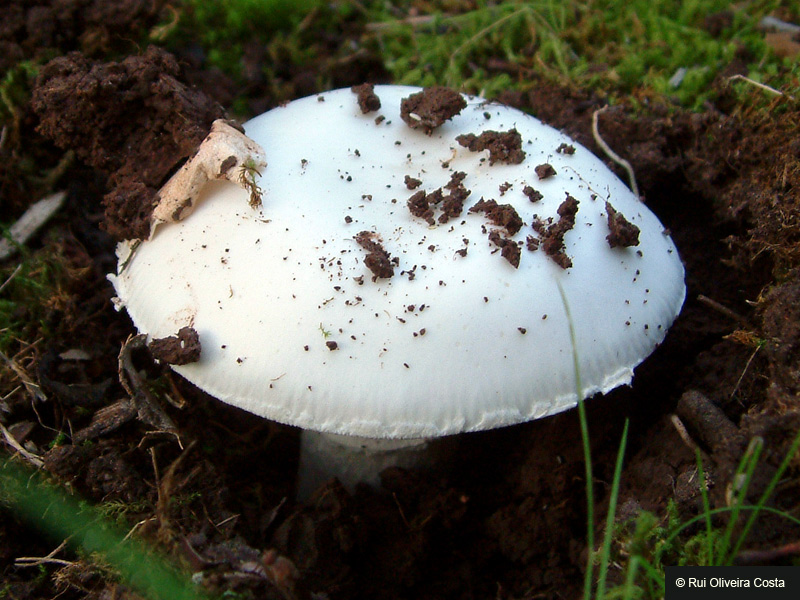 Amanita lactea image