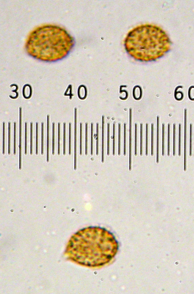 Cortinarius badioflavidus image