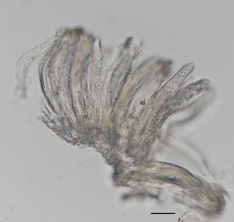 Cyclaneusma minus image