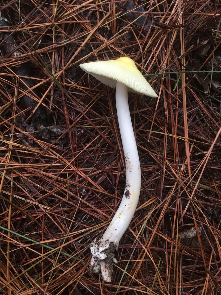 Amanita williamsiae image