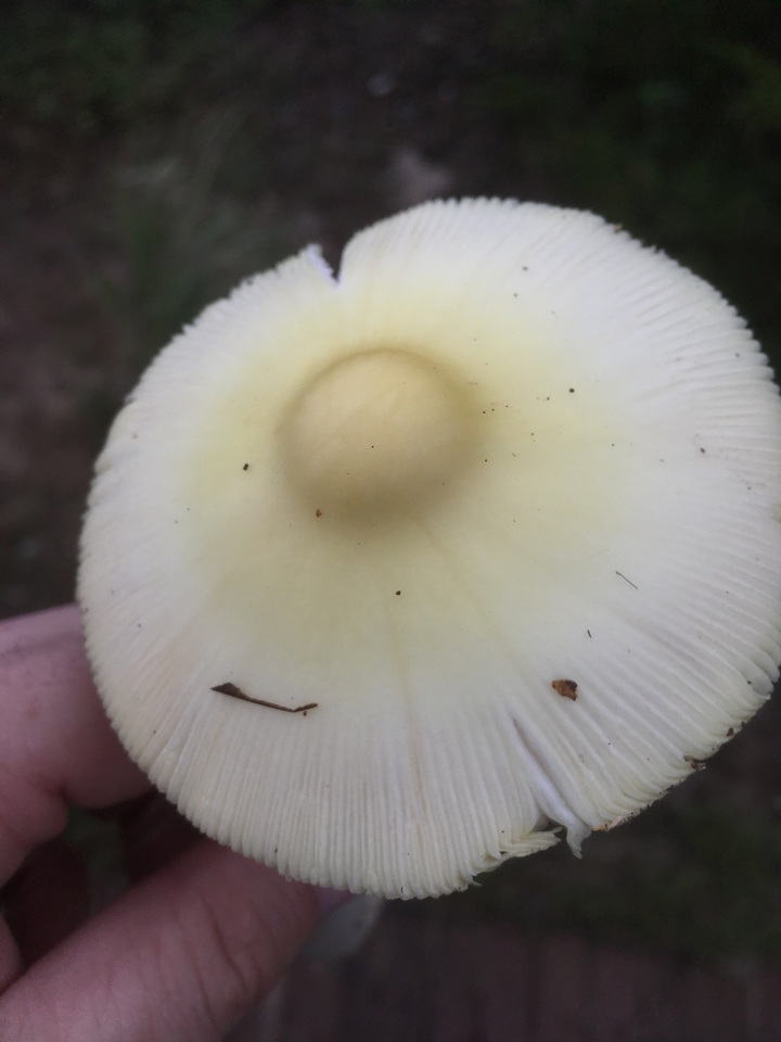 Amanita williamsiae image