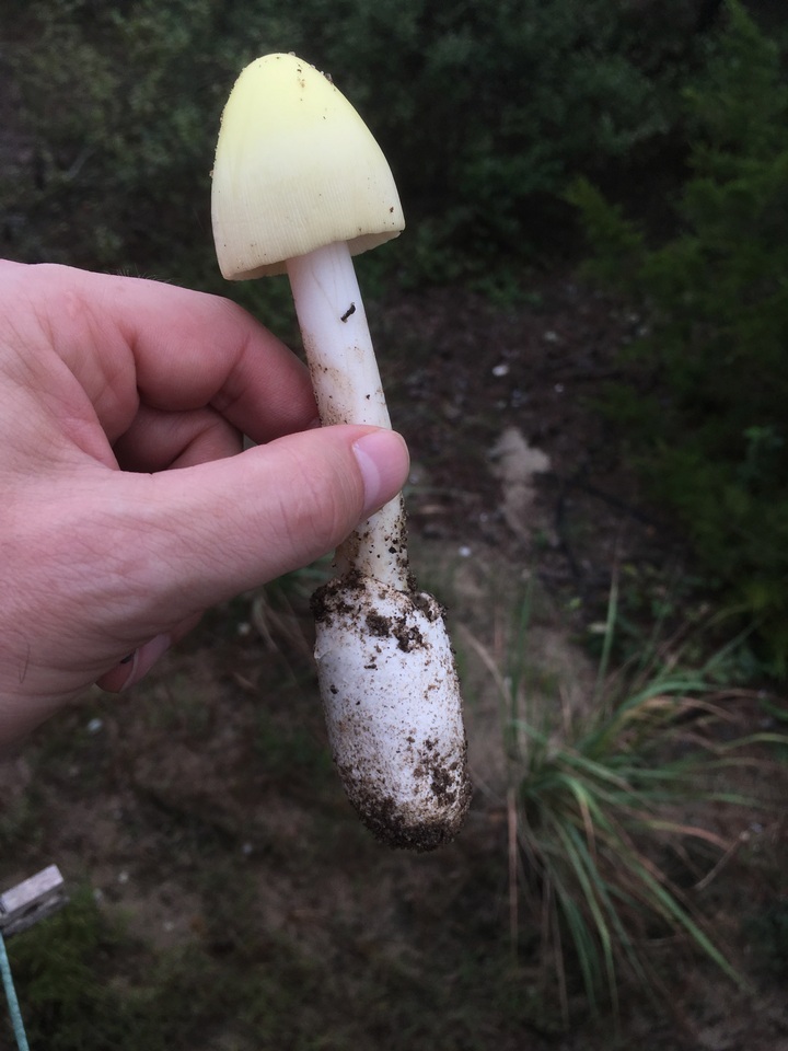 Amanita williamsiae image
