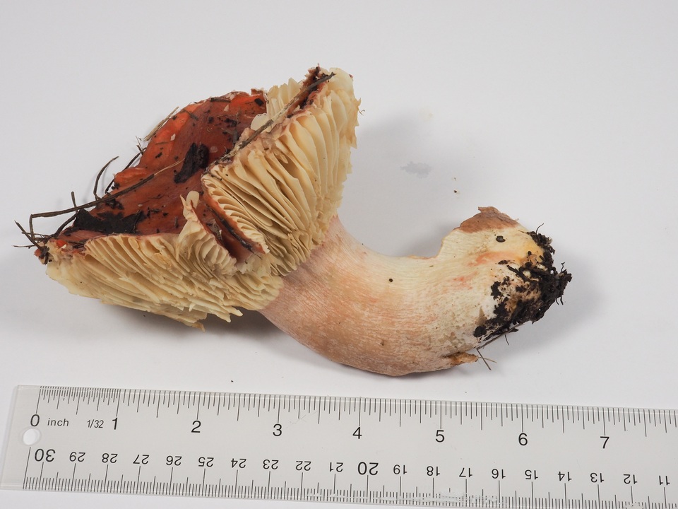 Russula rhodocephala image