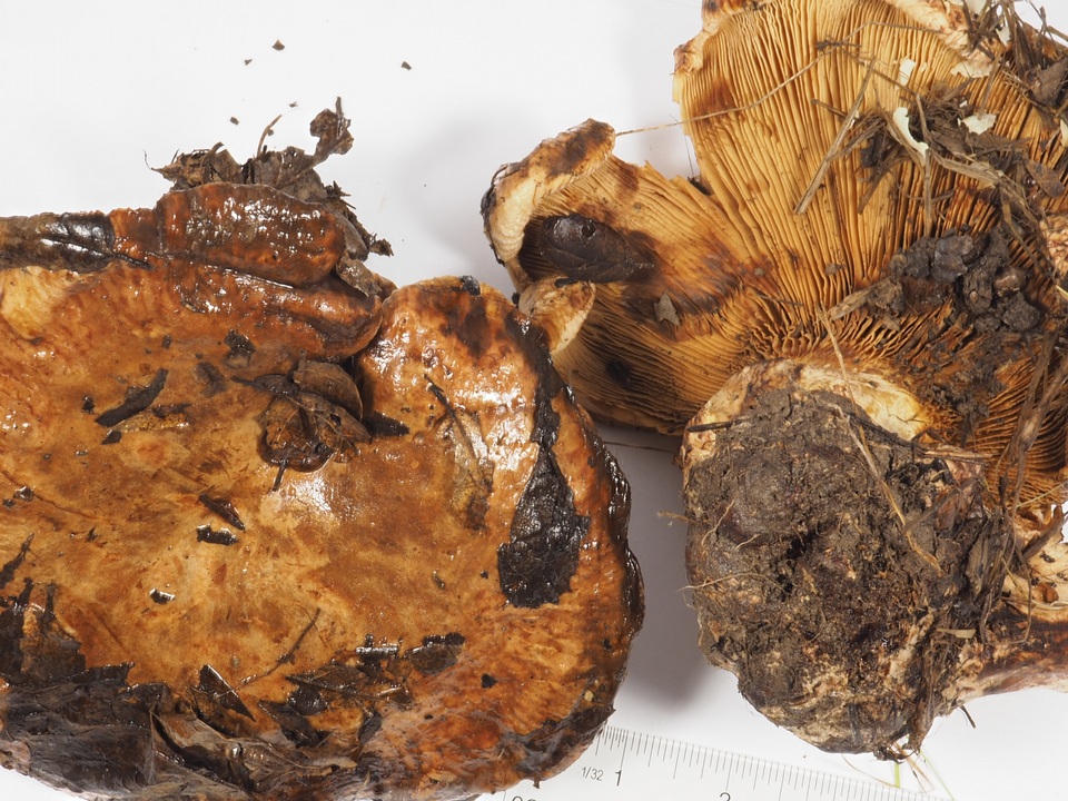 Paxillus obscurisporus image