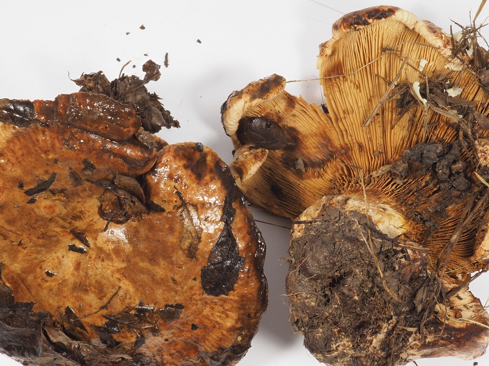 Paxillus obscurisporus image