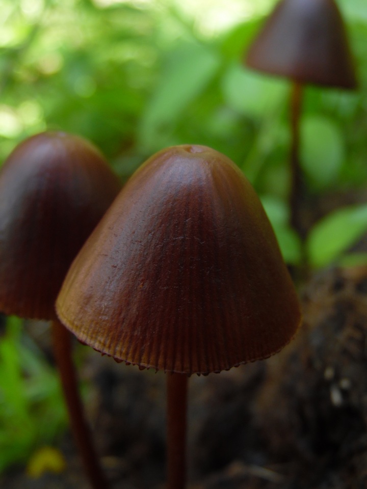 Conocybe incarnata image