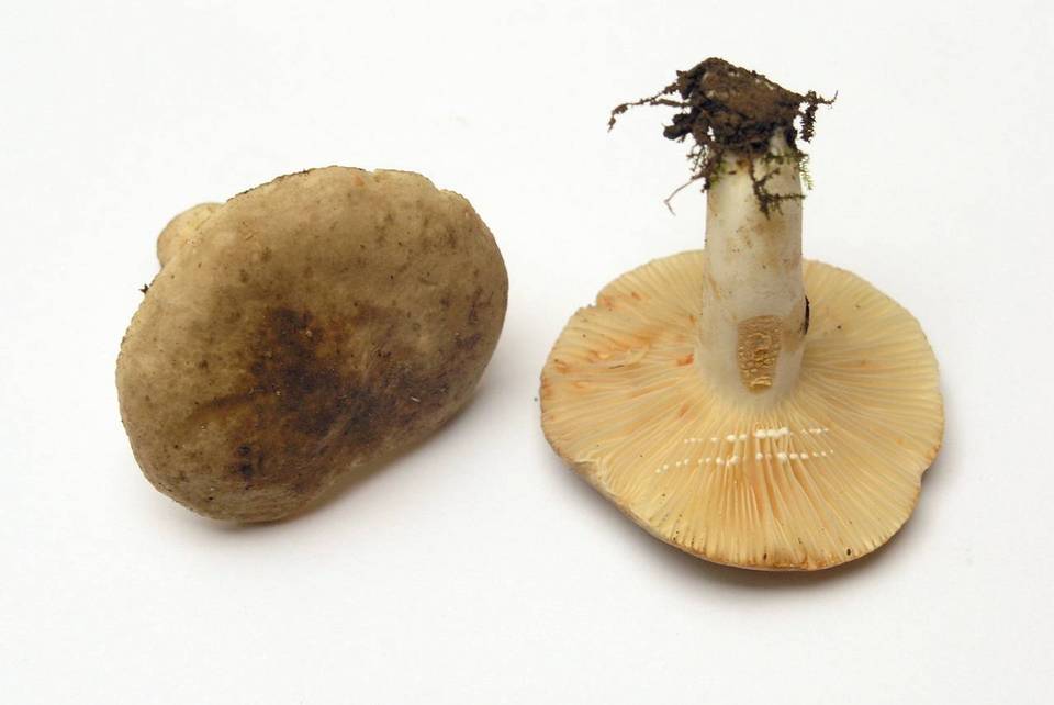 Lactarius azonites image