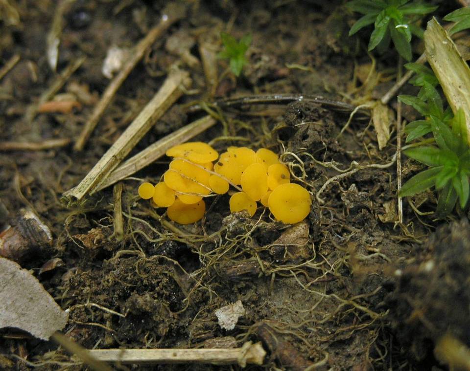 Hymenoscyphus monticola image