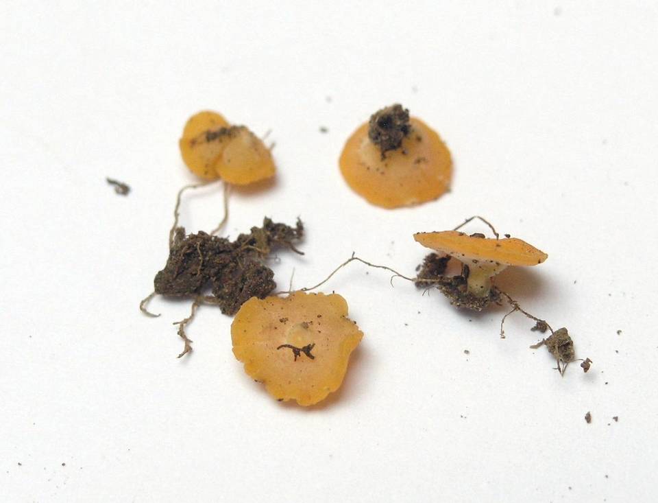 Hymenoscyphus monticola image