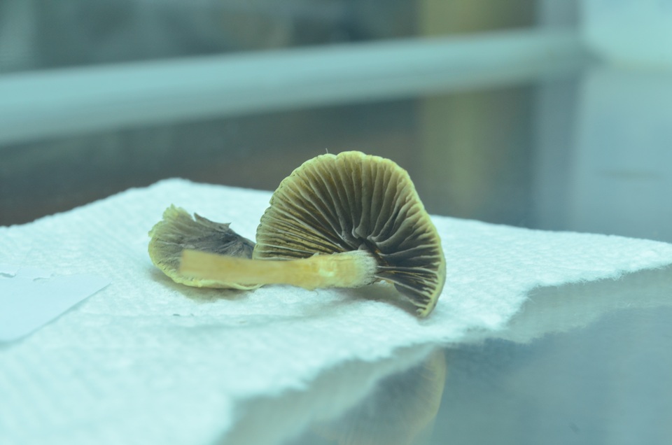 Psathyrella microrhiza image