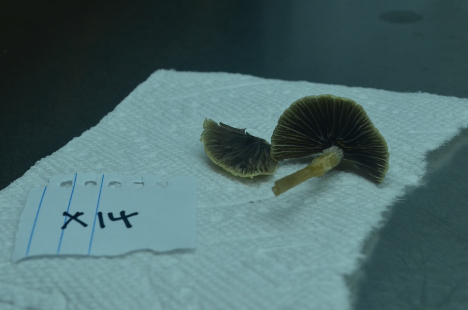 Psathyrella microrhiza image