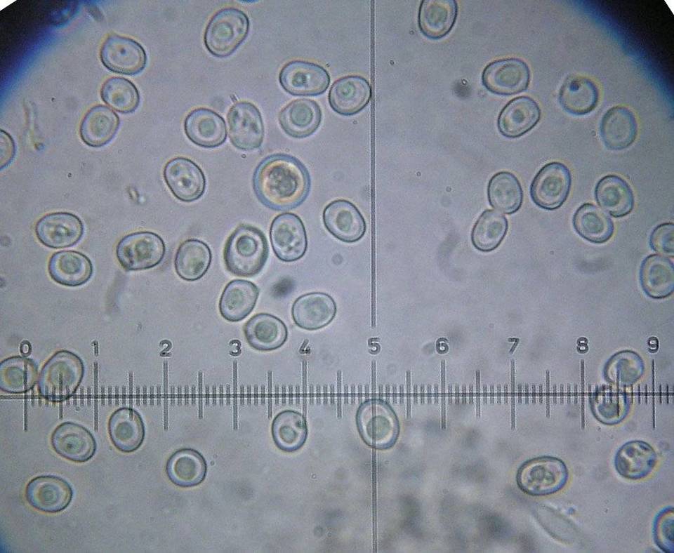 Pluteus insidiosus image
