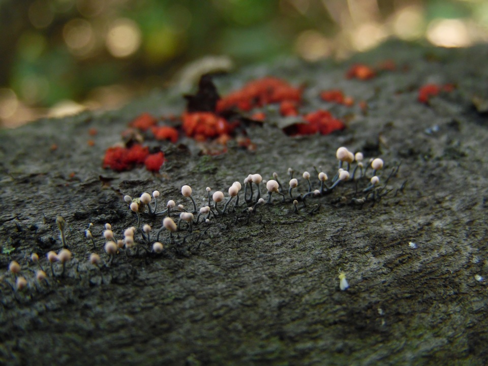 Nectria gracilipes image