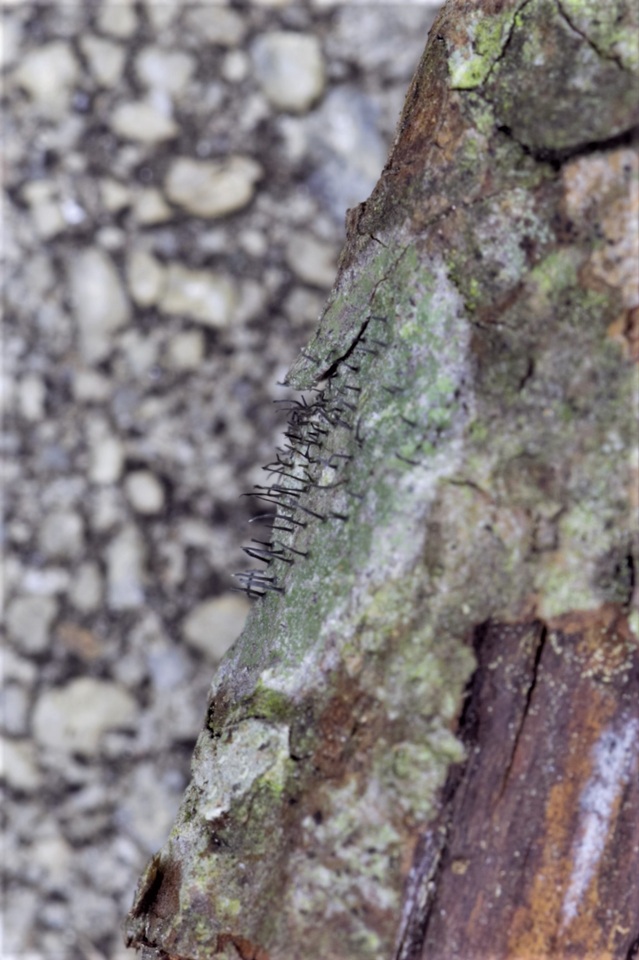 Gyalideopsis image