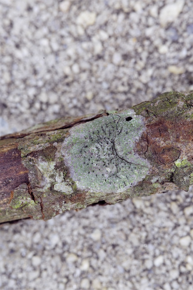 Gyalideopsis image