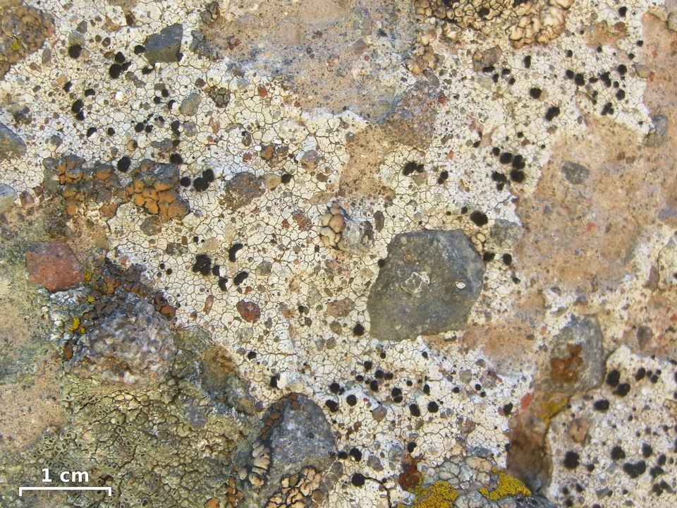 Lecidea andersonii image