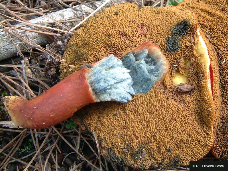 Boletus armeniacus image