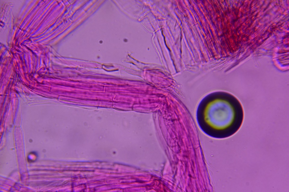 Entoloma hirtum image