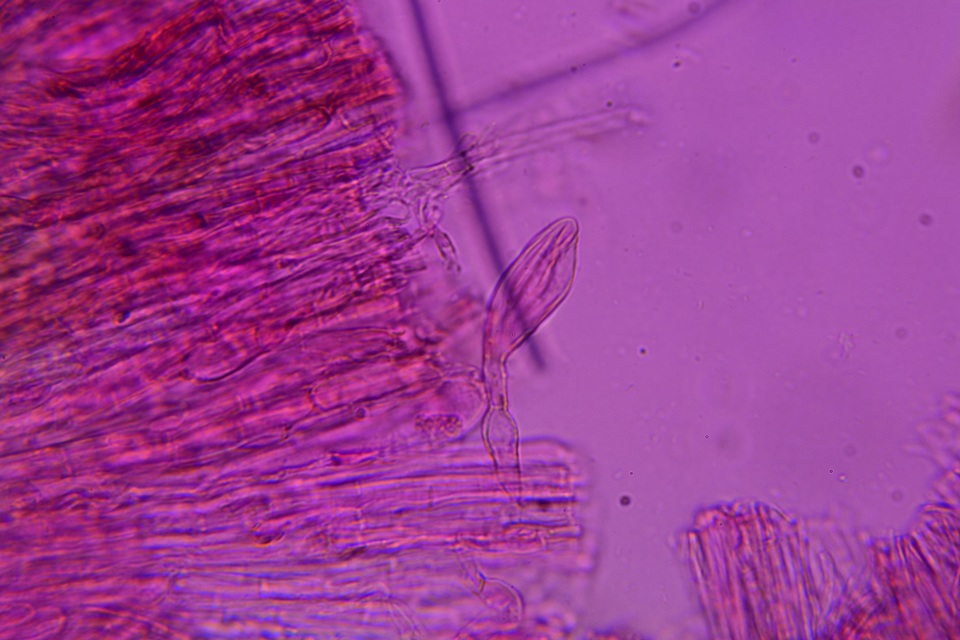 Entoloma hirtum image