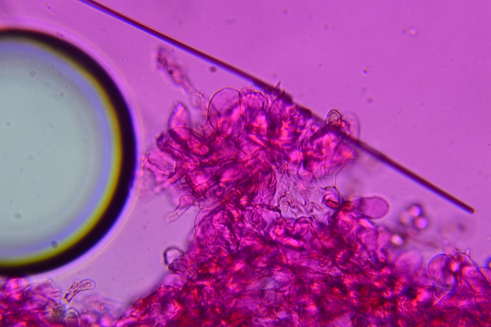 Entoloma hirtum image
