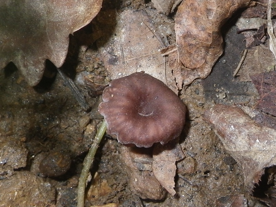 Omphalina demissa image