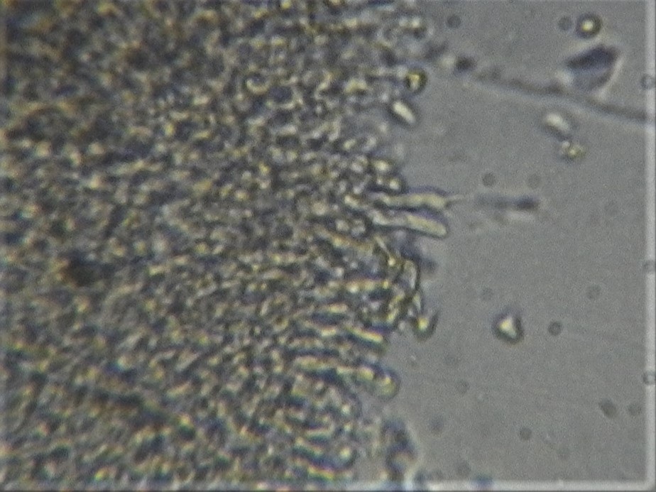 Omphalina demissa image