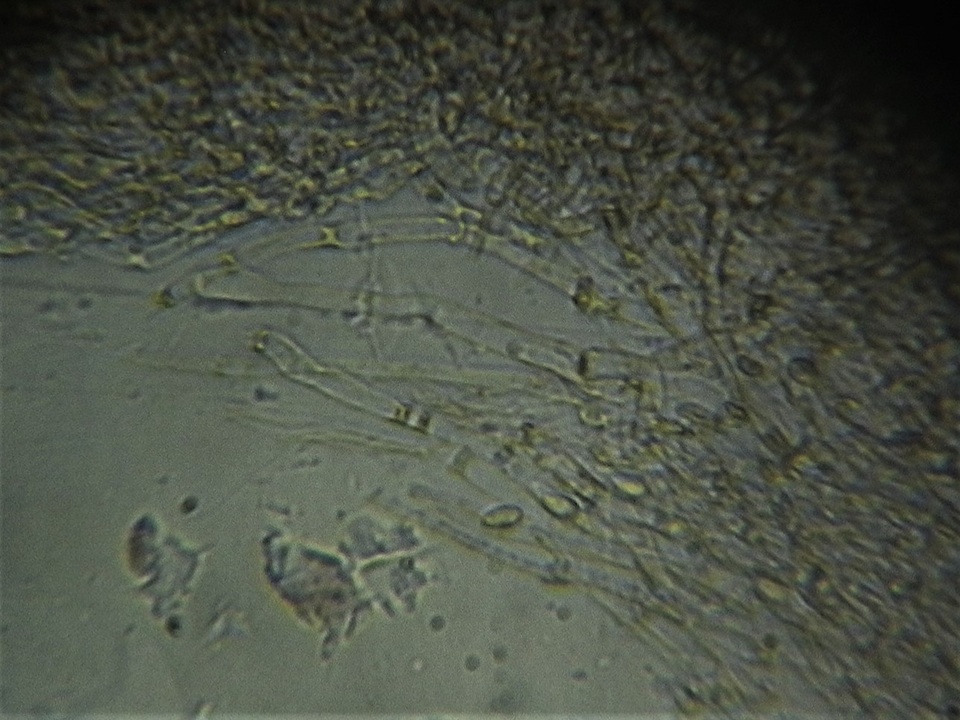 Omphalina demissa image