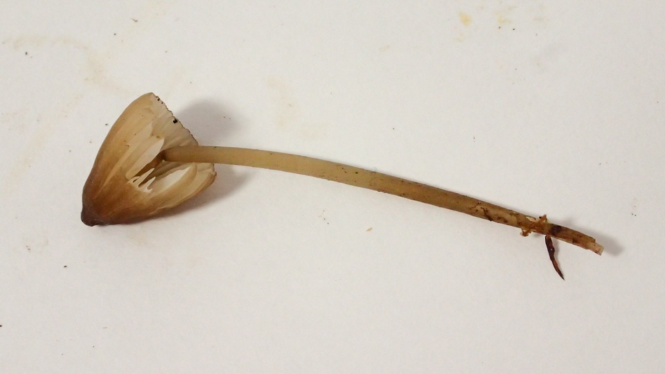 Gamundia striatula image