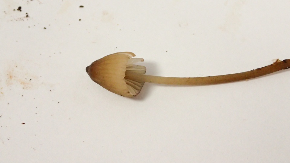 Gamundia striatula image