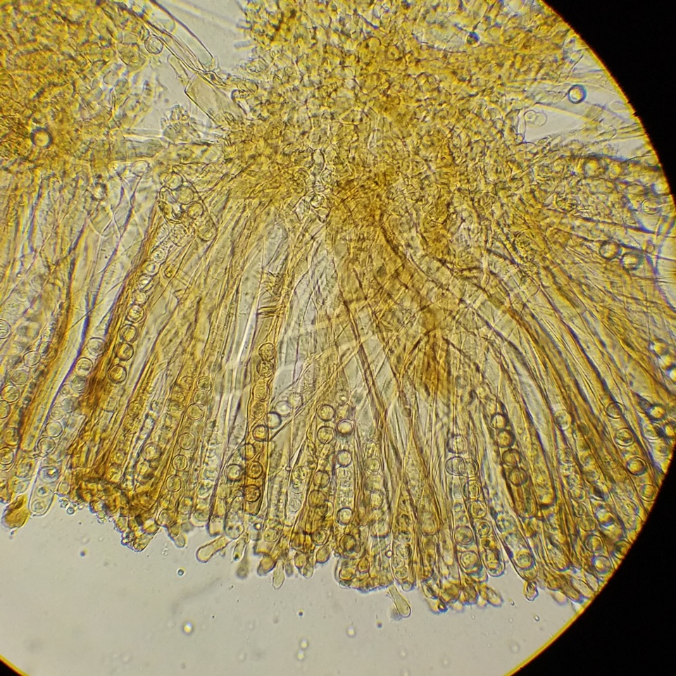 Smardaea planchonis image
