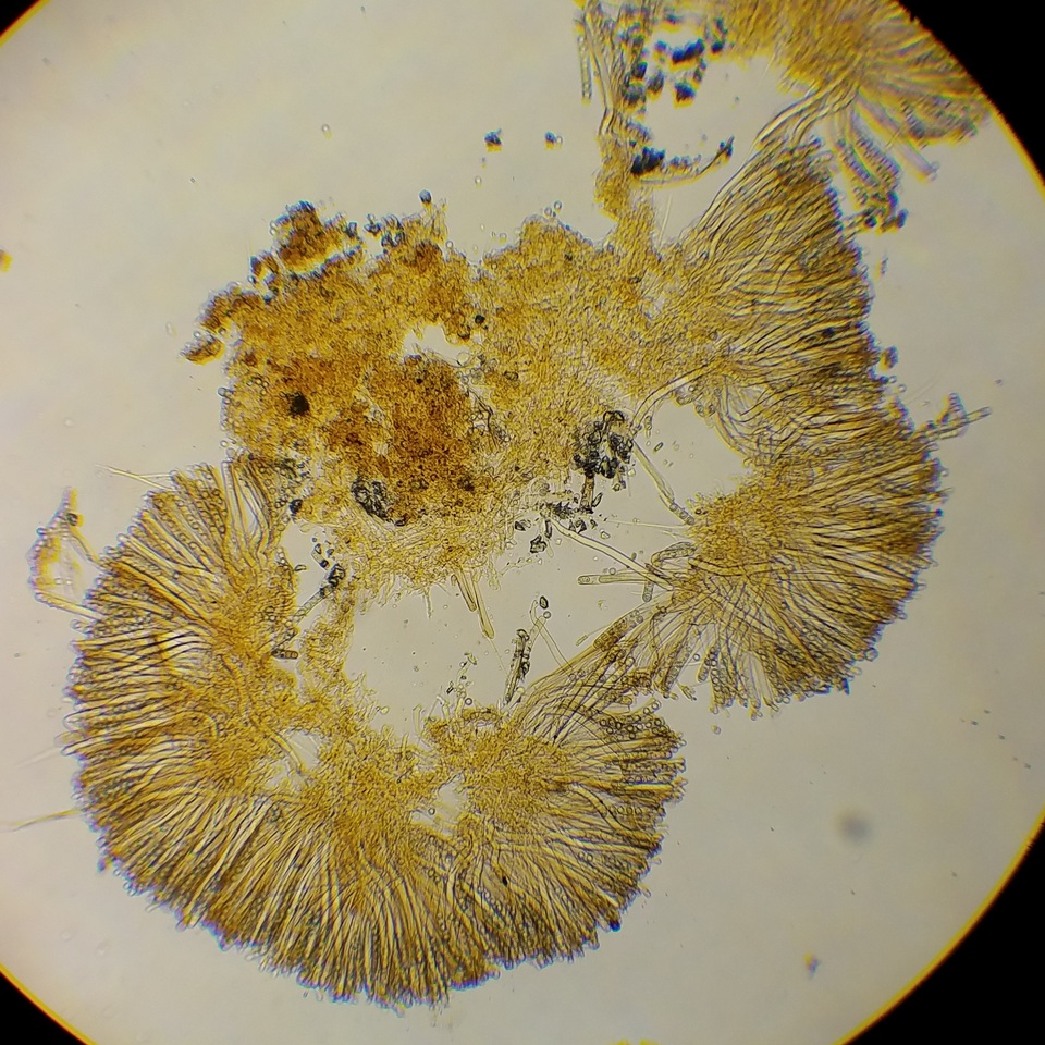 Smardaea planchonis image