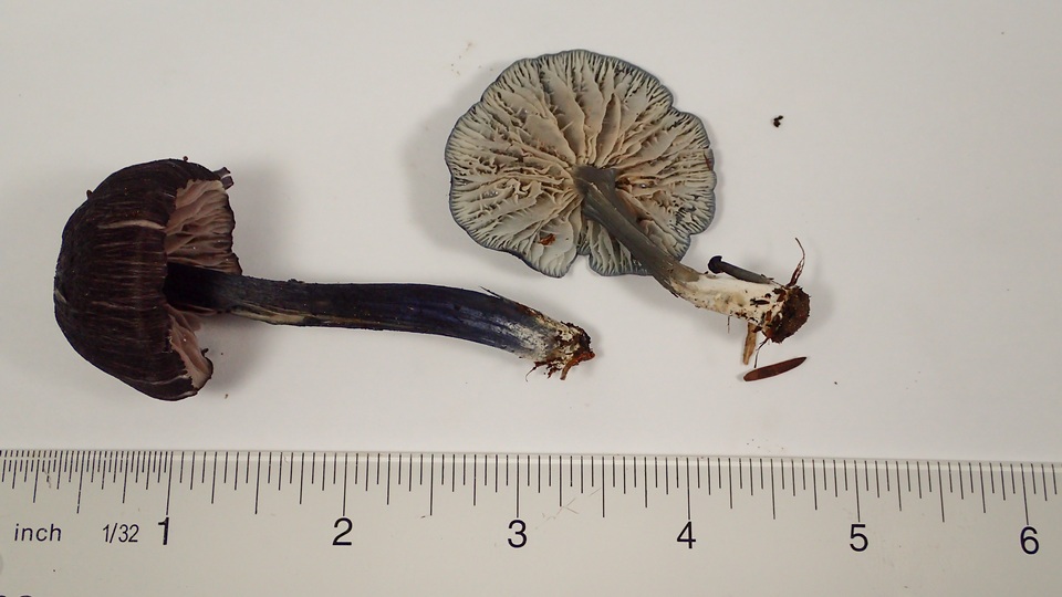Leptonia cyanea var. occidentalis image