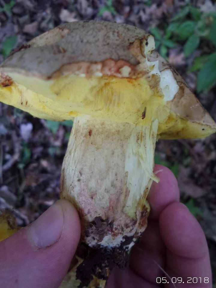 Boletus impolitus image