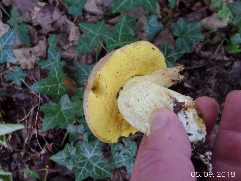 Boletus impolitus image